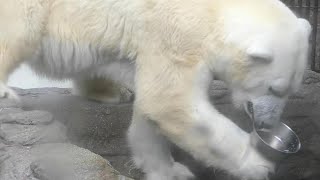 しろくまピースがお茶碗を持ってきた♪とべ動物園にて