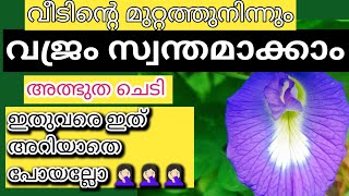 ഒരു നുള്ളിൽ ഇനി വീട് സമ്പന്നം ഇത്രനാളും ഇത് അറിഞ്ഞില്ലെങ്കിലുംഇനിഎങ്കിലും വീട്ടിലെഈനിധിഅറിഞ്ഞിരിക്കൂ