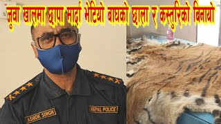 Nepal police caught Chinese smuggler with endangered animals skin and skull.जुवाको खालमा बाघको छाला