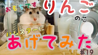 ハムスターにりんごあげてみた♯19