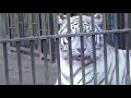 2019.1.1 宇都宮動物園☆ホワイトタイガーのアース王子＆シラナミ姫_01