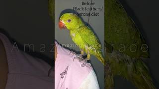 Wrong diet can make parrots look unhealthy/black feathers#parrottreatment#parrotlover#freetreatment