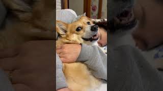 ママに捕まりパパに助けを求める犬! #corgi  #コーギー