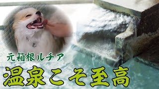 【温泉最高】雨でも問題ない！元箱根ルチアの遊び方