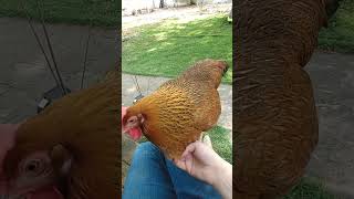 Zelda the Chicken Hops on Lap When Invited