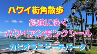 503 【ハワイ街角散歩】　ハワイアンモンクシール様のお通りだ～い！