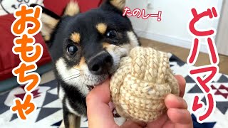 【豆柴】犬に大流行のおもちゃはなに！？(柴犬) Toys popular with Shiba Inu dogs