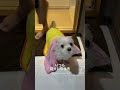 shorts become a different dog after taking a bath 🐶 maltese