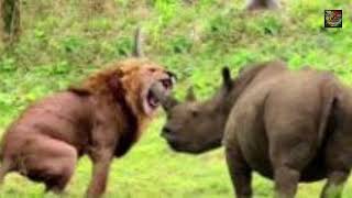 The Rhinoceros vs  the Lion A Stunning deadly  Showdown