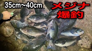 【爆釣】メジナが大量に釣れた！！南房総の夜の磯釣り。