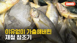 사라진 제철 참조기…“비축 물량도 없다” / KBS  2023.11.02.