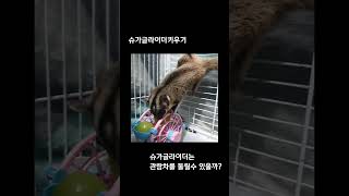 🐿슈글슈글🤎슈가글라이더는 관람차를 돌릴 수 있을까?