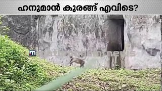 ഹനുമാൻ കുരങ്ങ് എവിടെ? നാടാകെ തിരഞ്ഞിട്ടും കിട്ടിയില്ല | Hanuman Moneky | Grey Langur