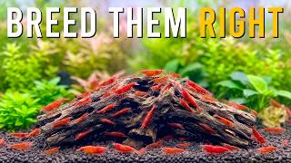New To Aquarium Shrimp? THIS Is How To Get Neocaridina Shrimp Breeding Right