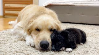 Adorable Puppy Loves Golden Retriever! [CUTEST VIDEO EVER]