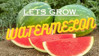 My TOP 5 TIPS for growing watermelons in NZ