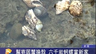 桃園有線新聞20150924-幫寄居蟹換殼 六千岩蚵螺當新家