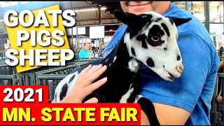 MN. State Fair 2021 - Pigs, Goats & Sheep - Swin Barn