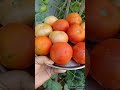 మా తోటలో tomato 🍅 harvesting 🤗 ytshort gardening tomato foryou