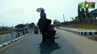 BRIDE WITH ELEPHANT AT KHUMULWNG II KHUMULWNG O MAYUNG BY KWINA.