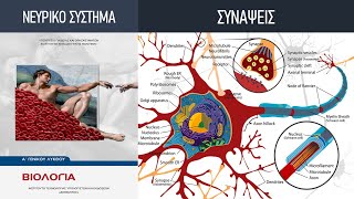 Κεφ. 9: Το νευρικό σύστημα | 3. Συνάψεις