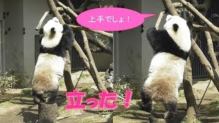 4/23みんな見て！シャンシャン丸太の上で上手に立ったよ！可愛いお尻とアンヨが最高❤上野動物園【パンダ生活チャンネル】