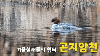 곤지암천 겨울철새 오늘은 비오리 만나는 날