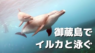 御蔵島ドルフィンスイム