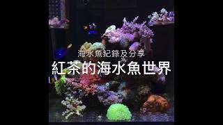 紅茶的海水魚世界～海水魚紀錄及分享 ～紅海170兩呎缸 多利和尼莫是我的最愛！