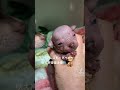 ヘアレスドッグベビー誕生💕　　　　hairless dog puppy born💕