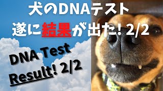 2/2 Amazing  \u0026 surprised by DNA result!｜Wow, guess what breeds are in our mixed dog?｜DNA by Wisdom