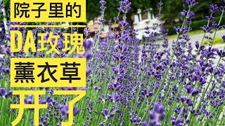 院子里的花开得正好……薰衣草，玫瑰