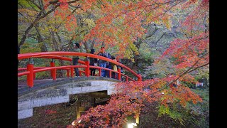 群馬県紅葉情報　渋川市伊香保温泉　河鹿橋4K　2019.11.12