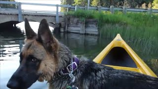 CANOEING UNDER LOW BRIDGE WITH GERMAN SHEPHERD