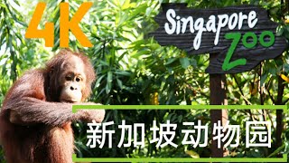 [4K Vlog] World's Best Rain Forest Zoo | Singapore Zoo | English/Chinese CC 体验世界最佳开放式动物园 新加坡动物园