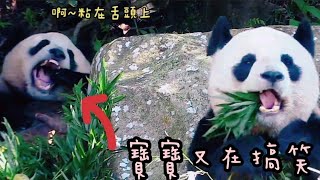 竹葉粘在圓寶的嘴巴裡，圓寶嘴巴張超大|熊貓貓熊The Giant Panda Yuan Yuan and Yuan Bao|台北市立動物園