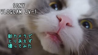 新しいカメラで愛猫を撮ってみました。【SONY】【VLOGCAM ZV-1】【PP10】【スコティッシュフォールド】【ブリティッシュショートヘア 】