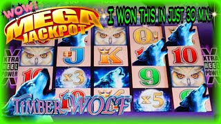 ⚠️Omg!! Epic Mega Jackpot Ever Seen on High Limit at Timber Wolf Slot Machine