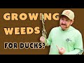 Creating Natural Habitat For Ducks | Moist Soil | Lost Bridge Duck Club