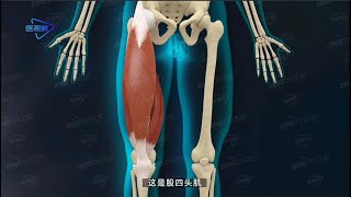 Sports anatomy--quadriceps femoris/运动解剖--股四头肌