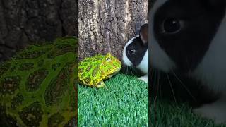 Fanny frog and rabbit 🐰🐇 #frog #animals #pets #rabbit #shorts #cute