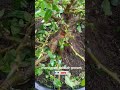 BONSAI LOA THE MAX #FICUS #loa #bonsai #shorts #shortvideo #viralvideo