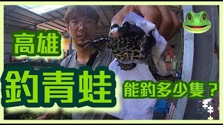 台灣也有釣青蛙！！一小時能釣到幾隻呢？Fishing frog Taiwan 🇹🇼🐸