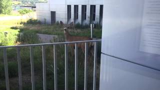 결국 알아챈 사슴 A deer finally realized