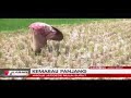 Kemarau Panjang, Waduk Jatigede Mulai Surut