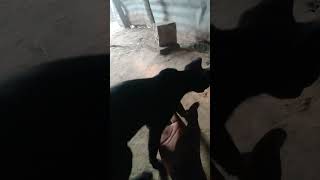 cute cat_coming anbu_moment video_short_film_like video_🤣😂😂🤣