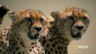 Cheetahs Takedown a Wildebeest   The Way of the Cheetah