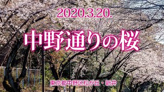 2020.3.20【中野通りの桜】中野区松が丘・新井