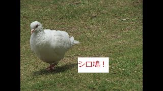 ４－④２０１７大濠公園　珍しい光景！　白い鳩　恋する鳩！　カモペア　雀　小鳥もアオサギも仲良し！