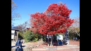 【高尾山】山頂の紅葉